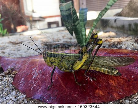 Closeup of Javanese grasshoppers sitting on the red leaf. Valanga Nigricornis.