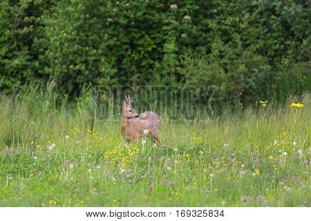 Young roebuck standing in meadow with flowers