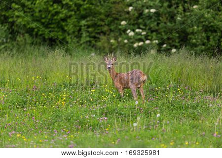 Young roebuck standing in meadow with flowers