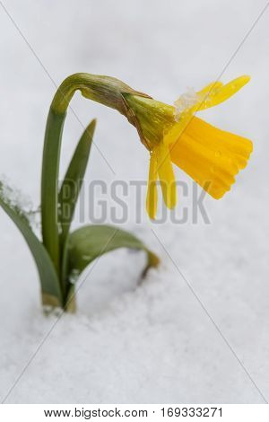 Yellow daffodils growing in early spring primroses are covered with snow blooming spring flowers narcissus