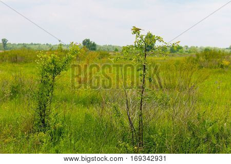 Great crested flycatcher sitting on young tree
