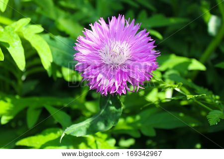 Purple cornflower (Centaurea dealbata) in the garden