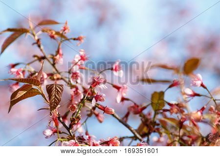 close up pink flower blossom Prunus cerasoides (Sakura Thailand)