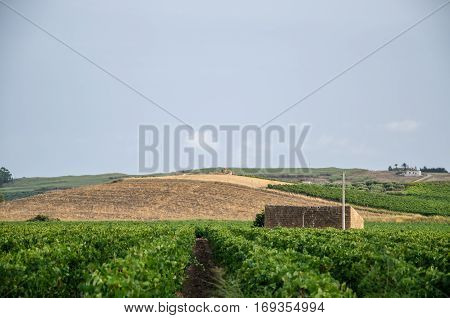 A beautiful Landscape in Sicily, Menfi (Ag)