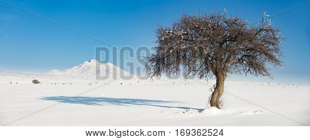 The tree and Mount Erciyes in Turkey during winter