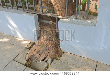 Structural damage caused by tree root in China