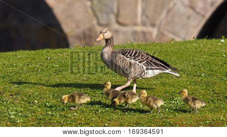 Goose with five goslings on green grass (Anser anser )