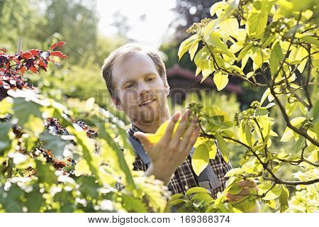 Gardener examining leaves on branch at garden