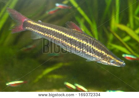 Fish in an aquarium fish in an aquarium on green background