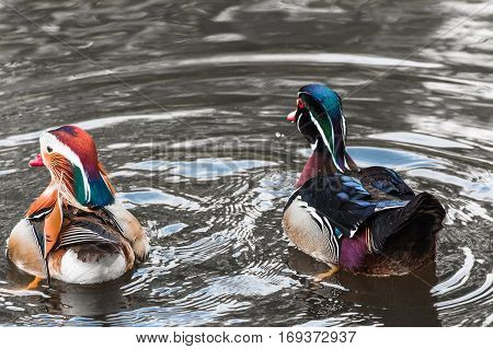 Closeup Mandarin duck (Aix galericulata) swimming in a pond.