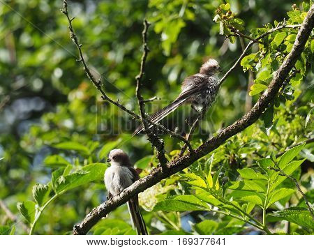 Two young longtailed tits in a tree ( Aegithalos caudatus )