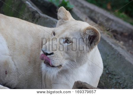 Hungry lion yawns and look at prey