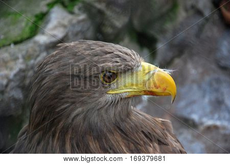 Portrait of a juvenile White-tailed eagle (Haliaeetus albicilla),
