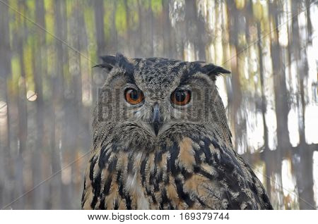 Detail face portrait of bird, big orange eyes and bill, Eagle Owl, Bubo bubo