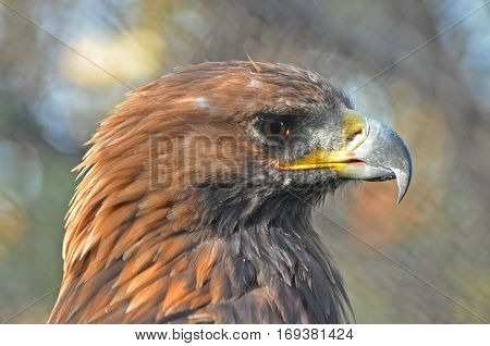 Portrait of Golden Eagle (Aquila chrysaetos), Head of eagle