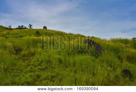 Beautiful grass and flowers in Elephant Rock Viewpoint