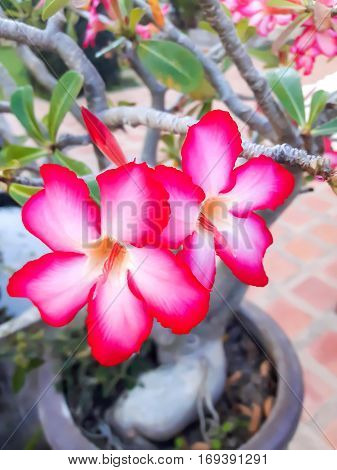 Azalea flowers Red flower simple rhododendron Mountain spring shrub.
