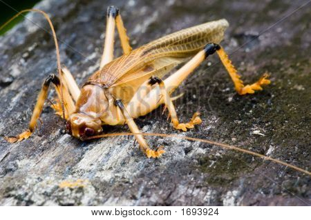 Tropical Rainforest Cricket