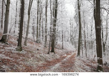 Forest path in winter scenery December Nature background Winter Forest Nature background Forest road lane snow sun Nature background Forest trees sunshine Nature background Winter path road Nature background Natural environment Nature background.