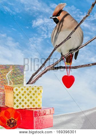 Collage with waxwing on a branch a red heart and gift box on the white snow against the blue sky