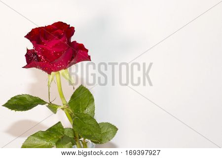 Red Roses with drops of water all over