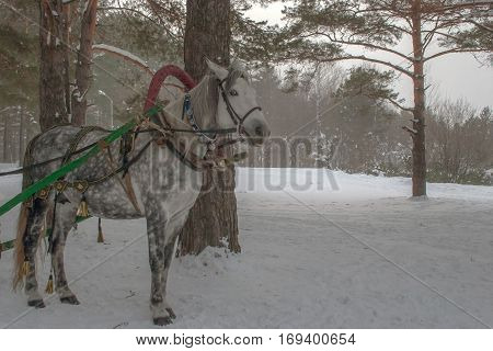 Horse In Winter Forest