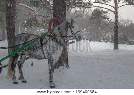 Horse In Winter Forest