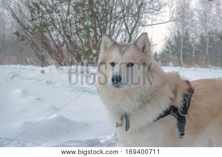 Husky For A Walk In The Winter Woods