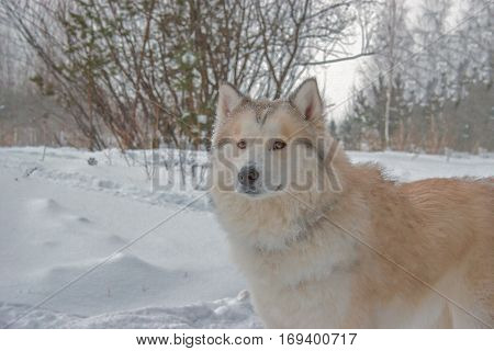 Husky For A Walk In The Winter Woods