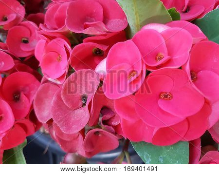 Red Crown of thorns flowers used for natural background