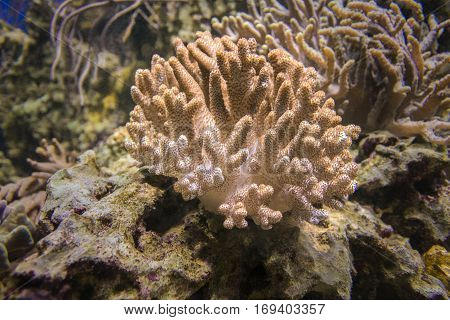 Sinularia coral or finger mushroom - soft coral brown.