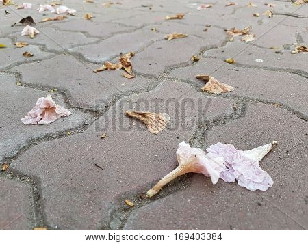 Pink flowers on concrete brick floor as background