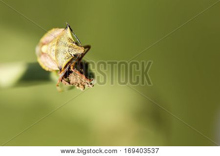 Insect macro photography of de one Nebula Rhaphigaster with selective focus. Horizontal shot with natural light.