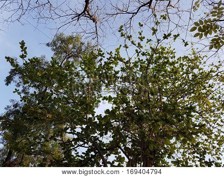 Trees, clouds and sky used as background