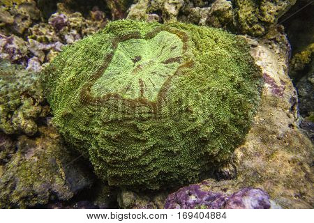 Scolymia coral. Donut Coral. Hard coral. Large polyp.
