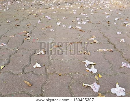 Pink flowers on concrete brick floor as background