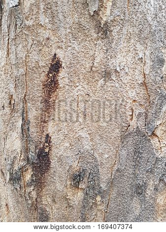 Texture of bark of tree use as natural background
