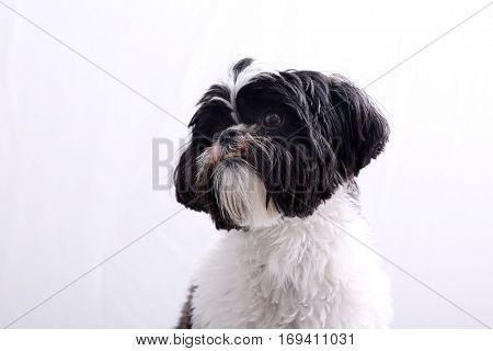 Shih Tzu dog.  A young Black & White Shih Tzu dog on white with room for your text.
