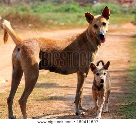 ginger dog with a puppyon the street