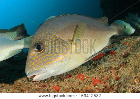 Silver Sweetlips fish