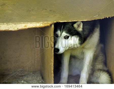 frightened stray dog on the street g