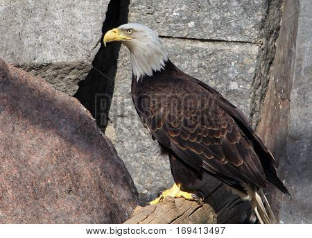 Bald eagle (haliaeetus leucocephalus) closeup portrait b