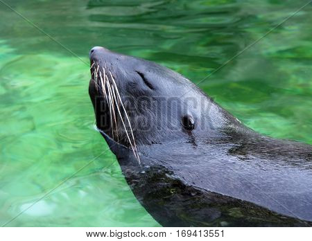 fur seal in water in zoo closeup