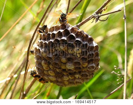 Vespiary with wasps among the grass in summer meadow