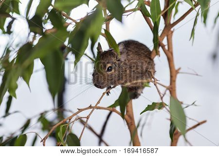 rodent on branch, background of wild nature