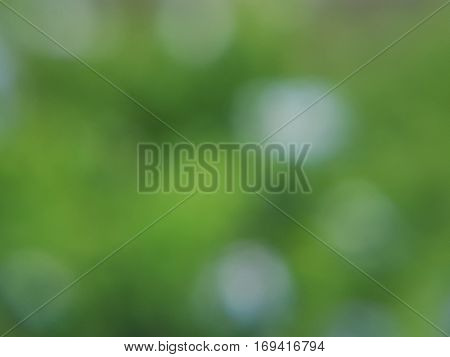 Blur purple  flowers and green leaves in the garden used as natural background