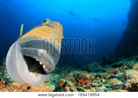Titan Triggerfish fish close up portrait with scuba divers in background