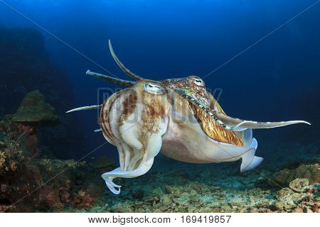 Pair Pharaoh Cuttlefish mating