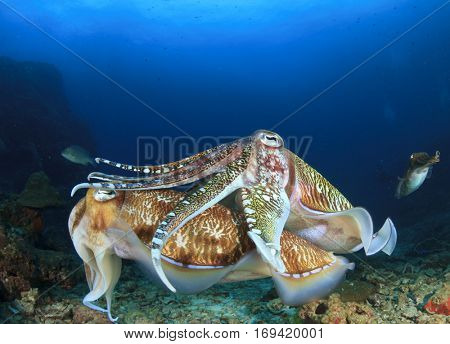 Pair Pharaoh Cuttlefish mating