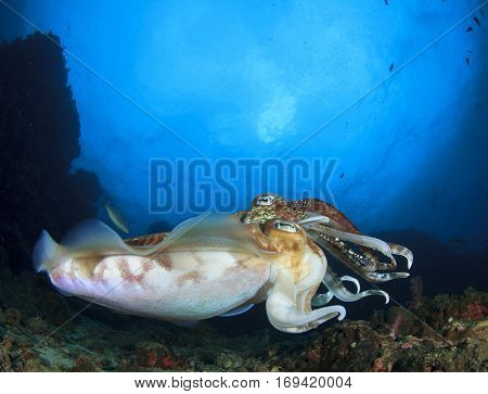 Pair Pharaoh Cuttlefish mating